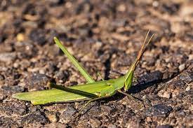 صور الجراد معلومات عن الجراد pictures herbs info