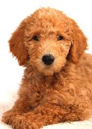 They are 8 weeks old. Kimberlenes Labradoodle Britain S Premiere Labradoodle Breeders