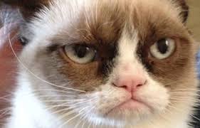 Gel pisi pisi diyince takmay�p yoluna devam eden kedi