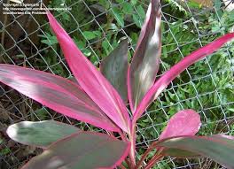 Librivox is a hope, an experiment, and a question: Plantfiles Pictures Hawaiian Ti Plant Good Luck Plant Ti Plant Colorful Ti Cultivars Cordyline Fru Cordyline Fruticosa Good Luck Plants Hawaiian Ti Plant