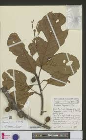 Image result for Uapaca guineensis