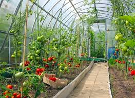 To grow an extensive winter garden. How To Use A Greenhouse In Winter