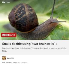 Snails Huh Tumblr Funny Animal Memes Tumblr Funny Funny Memes
