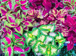 Free to the public, the summer musical series is scheduled for every last thursday. 30 Flowers That Bloom In Summer Annuals And Perennials For Late Summer