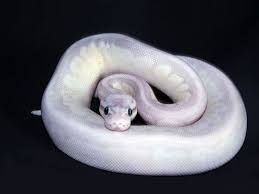 Full Moon Morph List World Of Ball Pythons Pet Snake Cute Snake Ball Python Morphs