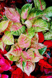 Aglaonema Susan Big Leaf Plants Crotons Plants Colorful Plants