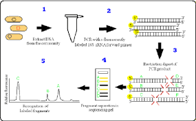 Restriction fragment length polymorphism is a technique that uses restriction enzymes to identify variations in the homologous dna sequences. Pdf The First Decade Of Terminal Restriction Fragment Length Polymorphism T Rflp In Microbial Ecology Semantic Scholar