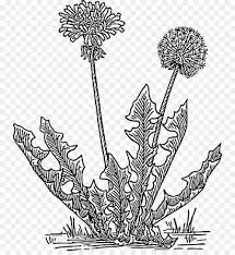 Wer hat noch nie einen löwenzahn eingeatmet, um ihn in. Grass Flower Png Download 800 964 Free Transparent Lawn Png Download Cleanpng Kisspng