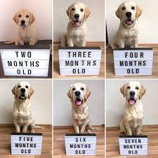 11 Big Fluffy Dog Breeds Perfect To Cuddle With Dogbeast Big Fluffy Dogs Fluffy Dog Breeds Retriever Puppy