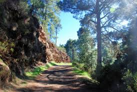Der esperanza wald gleicht einem kanarischen urwald und ist der längste. Esperanza Wald Runde Wildnis Wandern De