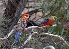 The Great Western Woodlands is the world's largest remaining temperate  woodland