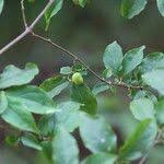 Image result for Rytigynia umbellulata