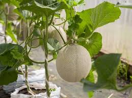 Thank you for offering your techniques, as well as a forum for all us melon. How To Grow Cantaloupe In Containers A Vertical Growing Guide