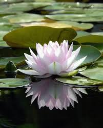 Pin By Kate On Lotus Water Flowers Beautiful Flowers Wallpapers Beautiful Flowers
