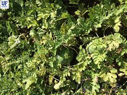 Image result for spider mites cucumber plants