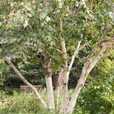 Check spelling or type a new query. 11 Common Species Of Birch Trees