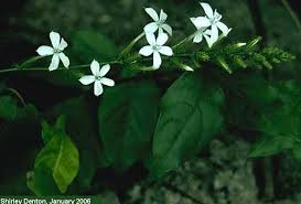 Image result for Plumbago zeylanica