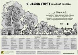 Lisiere De Foret Presentant Les 7 Strates Jardin Foret Permaculture Jardins