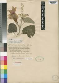 Image result for Ipomoea verbascoidea