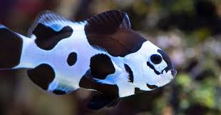 How to take care of saltwater fish. Clownfish Care Finding Nemo In Your Home