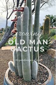 The most common tall pink cactus material is paper. Old Man Cactus Growing Tips For Cephaocereus Senilis