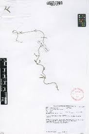 Image result for Ceropegia namuliensis