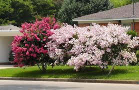 Crape myrtle cherry dazzle tm dwarf size 1. Crapemyrtles For Great Summer Color East Texas Gardening
