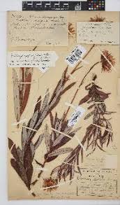 Image result for Berkheya zeyheri