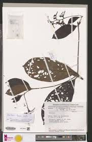 Image result for Bertiera aethiopica