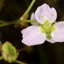 Image result for Alismataceae