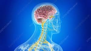It controls all the body functions and senses. Human Central Nervous System Stock Video Clip K008 1608 Science Photo Library