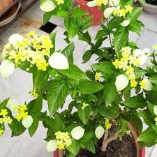Image result for Mussaenda