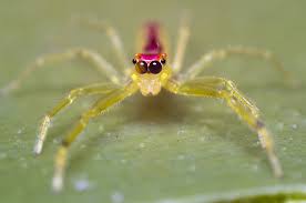 Spider For Mac Spider Pictures Spider Hd Widescreen Wallpapers