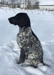 Black And White Pointer Dog Cole 4 Months Old Black And White German Shorthair Pointer German Shorthaired Pointer German Shorthaired Pointer Training German Shorthaired Pointer Dog