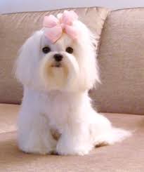 Maltese Hair Bow Maltesedoghaircuts Maltese Haircut Maltese Dogs Haircuts Maltese Puppy