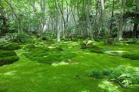 Endless Moss World Of Kyoto Japanese Garden Japanese Moss Garden Moss Gardens