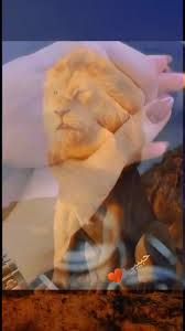 Video di Saad Sadek (@saad.sadek0) con suono originale