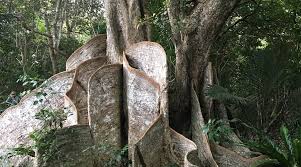 Image result for Heritiera littoralis