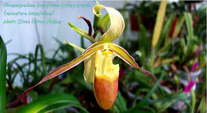 Image result for Dovyalis hispidula