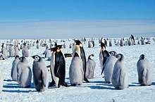 The average lifespan of penguins tends to be around 20 years, but below are some penguin life span facts:the oldest known wild adelie penguin reached. Emperor Penguin Wikipedia