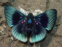 Black And White Striped Butterfly With Red Dots Turquoise Navy Blue Curved Striped Butterfly With Pink Spots And A Black Blue Body Proper Name Lyropteryx Apollo Beautiful Butterflies Moth Beautiful Bugs