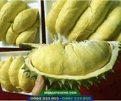 Đây là vườn sầu riêng bên thái lan. Cay Giá»'ng Sáº§u Rieng Thai Dona Monthon Sáº§u Rieng CÆ¡m Vang Háº¡t Lep