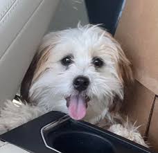 When did everyone's fur baby start to calm down out of the "puppy phase"???