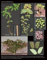 Image result for Euphorbia ophthalmica