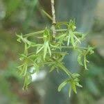 Image result for Angraecopsis parviflora