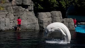 Check spelling or type a new query. Vancouver Aquarium Says No To Ending Practice Of Keeping Animals In Captivity Ctv News
