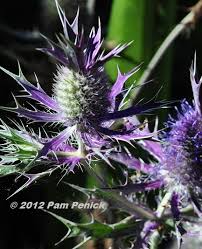 Image result for Erlangea remifolia