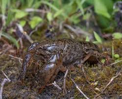 Image result for Scleria procumbens