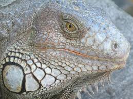 We did not find results for: Exotic Pet Shop Near Me Pet S Gallery