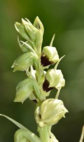 Image result for Orthochilus euanthus